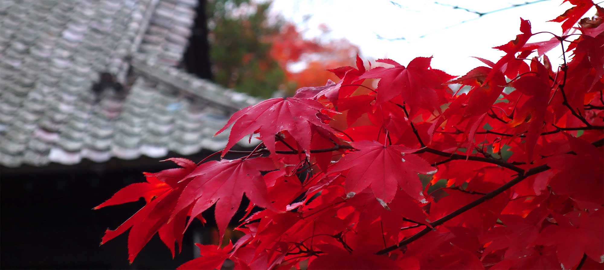 Осенние алые листья клена и на фоне черепичной крыши буддийского храма