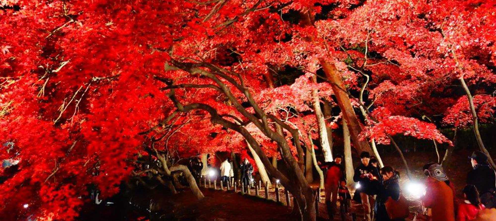 Осенние алые клены красиво высвечиваются иллюминацией в ночи